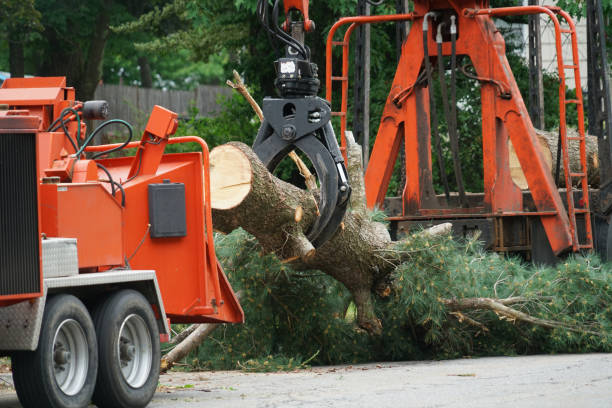 Best Tree Disease Treatment  in Great Falls, SC